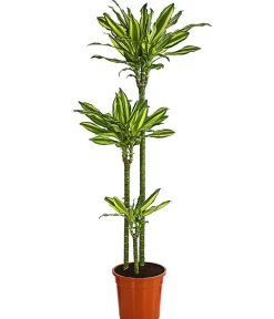 Dehner Drachenbaum & Yucca|Solitärpflanzen - Drachenbaum - Dracaena fragrans var. Stedneri 'Golden Coast'