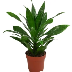 Dehner Drachenbaum & Yucca|Grünpflanzen - Drachenbaum - Dracaena fragrans 'Green Jewel' Dunkelgrün