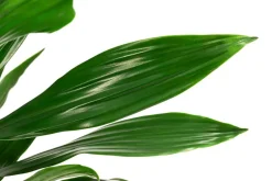 Dehner Drachenbaum & Yucca|Grünpflanzen - Drachenbaum - Dracaena fragrans 'Green Jewel' Dunkelgrün