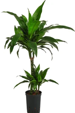 Dehner Drachenbaum & Yucca|Hydropflanzen > Drachenbaum - Dracaena 'Janet Craig', Hydrokultur