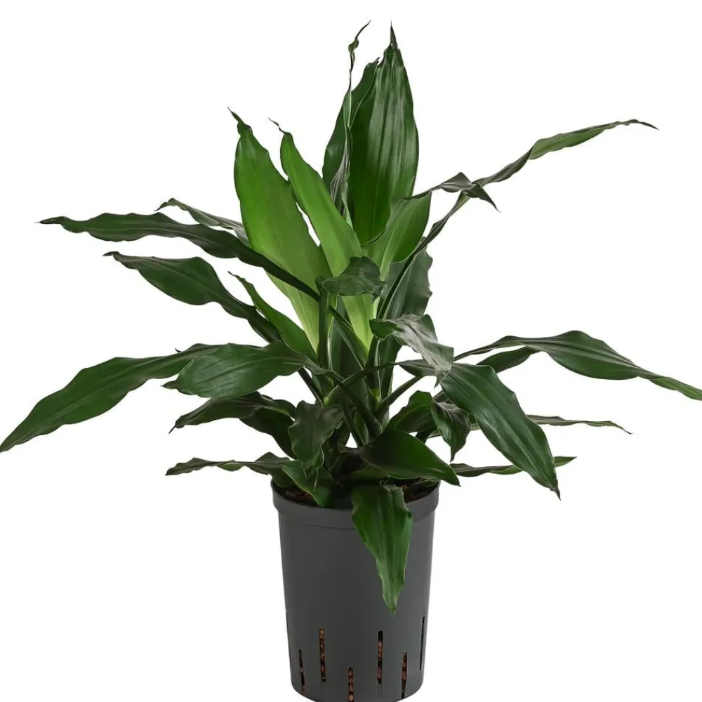 Dehner Drachenbaum & Yucca|Hydropflanzen - Drachenbaum - Dracaena 'Janet Craig', Hydrokultur Dunkelgrün