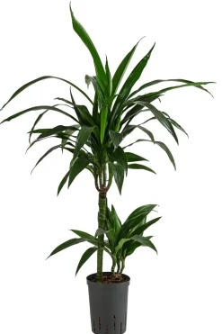 Dehner Drachenbaum & Yucca|Hydropflanzen > Drachenbaum - Dracaena 'Janet Lind', Hydrokultur
