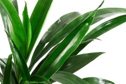 Dehner Drachenbaum & Yucca|Hydropflanzen > Drachenbaum - Dracaena 'Janet Lind', Hydrokultur