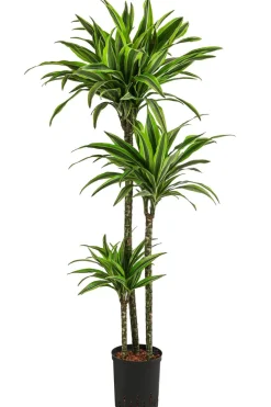 Dehner Drachenbaum & Yucca|Hydropflanzen > Drachenbaum - Dracaena 'Lemon Lime', Hydrokultur