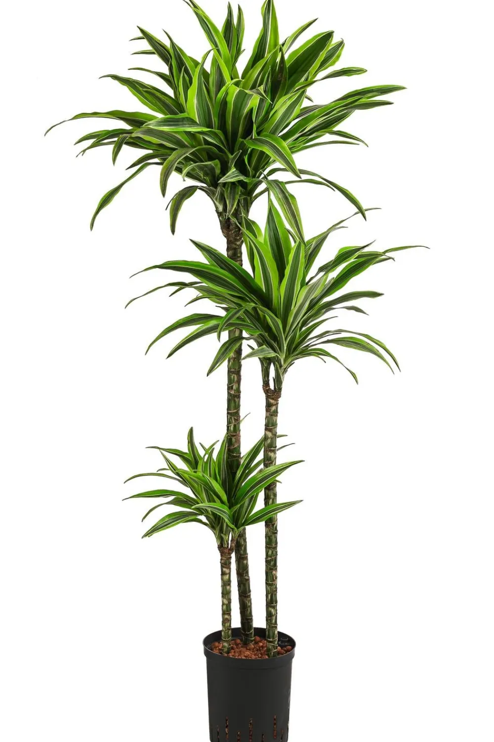 Dehner Drachenbaum & Yucca|Hydropflanzen > Drachenbaum - Dracaena 'Lemon Lime', Hydrokultur