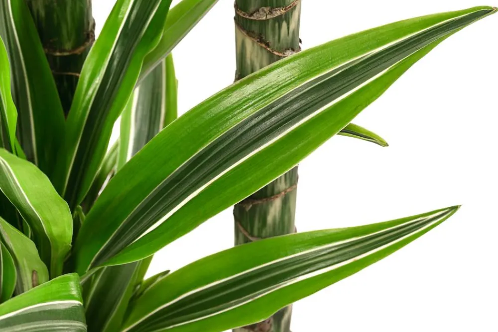 Dehner Drachenbaum & Yucca|Hydropflanzen > Drachenbaum - Dracaena 'Lemon Lime', Hydrokultur