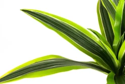 Dehner Drachenbaum & Yucca|Hydropflanzen > Drachenbaum - Dracaena 'Lemon Lime', Hydrokultur