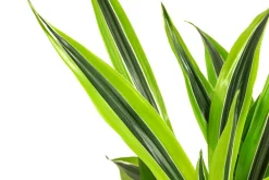 Dehner Drachenbaum - Dracaena 'Lemon Lime', Hydrokultur Clearance
