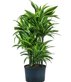 Dehner Drachenbaum & Yucca|Hydropflanzen - Drachenbaum - Dracaena 'Lemon Lime', Hydrokultur