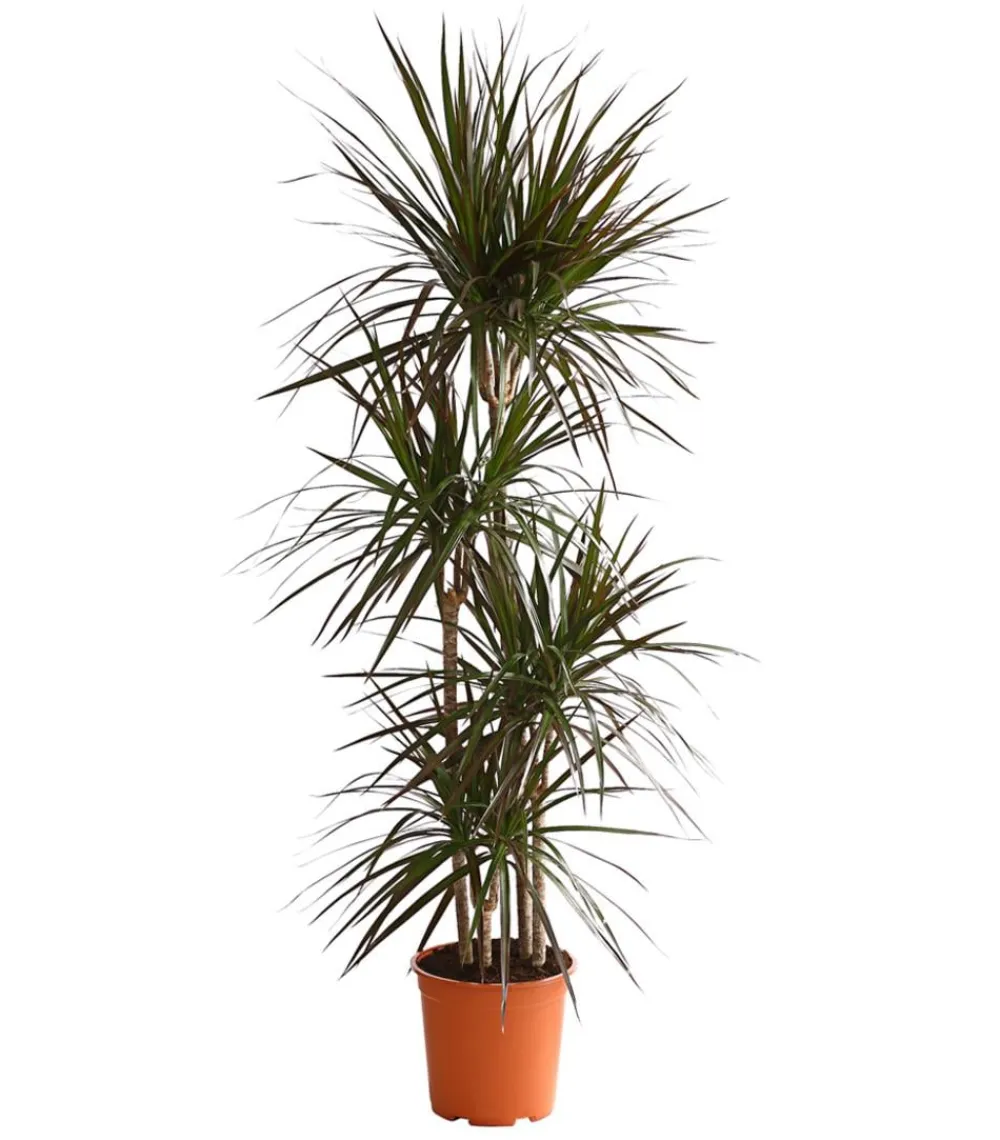 Dehner Drachenbaum & Yucca|Zimmerpalmen > Drachenbaum - Dracaena marginata 'Magenta'
