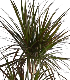 Dehner Drachenbaum & Yucca|Zimmerpalmen > Drachenbaum - Dracaena marginata 'Magenta'
