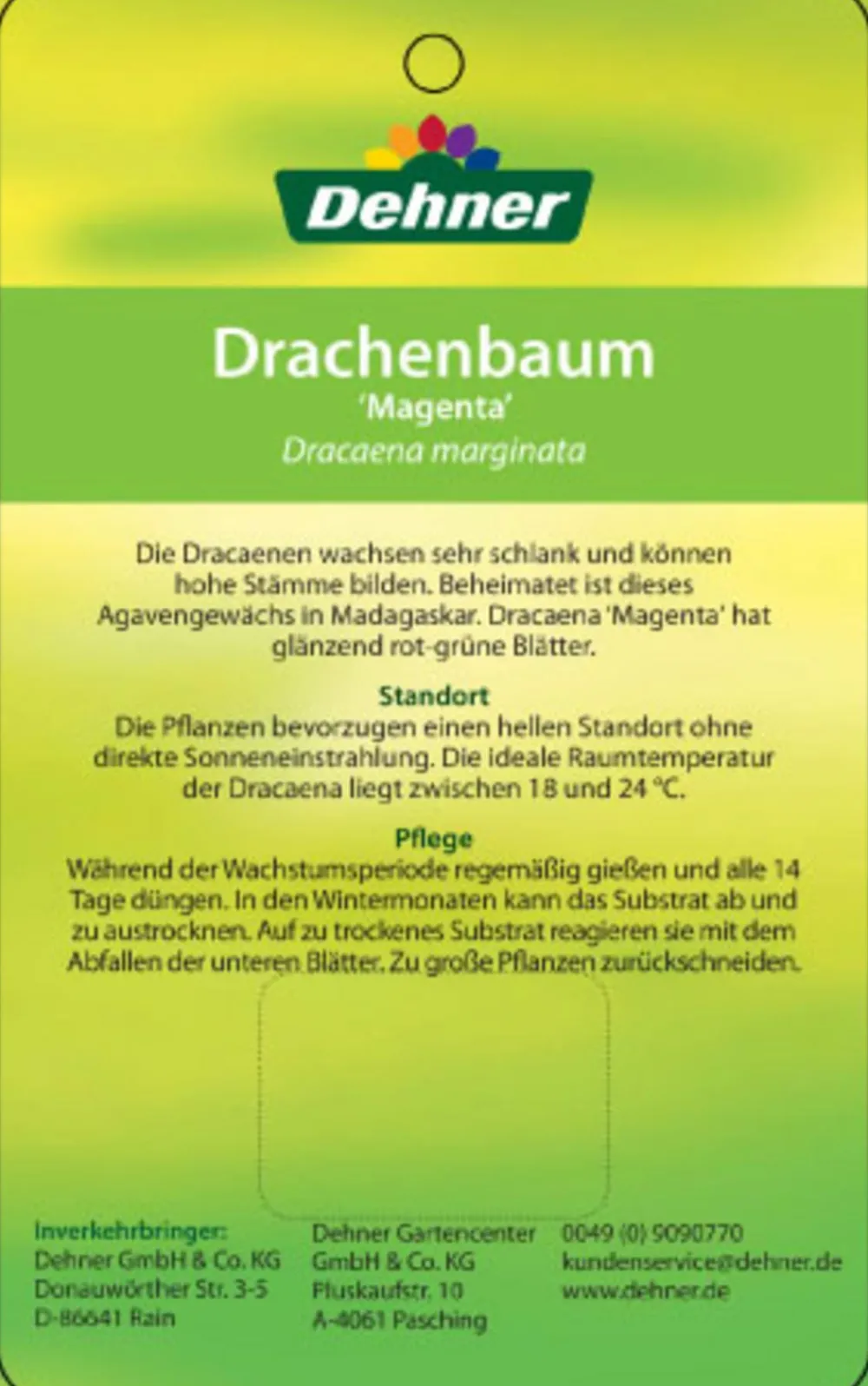 Dehner Drachenbaum & Yucca|Zimmerpalmen > Drachenbaum - Dracaena marginata 'Magenta'
