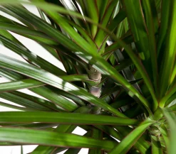 Dehner Drachenbaum & Yucca|Zimmerpalmen > Drachenbaum - Dracaena marginata