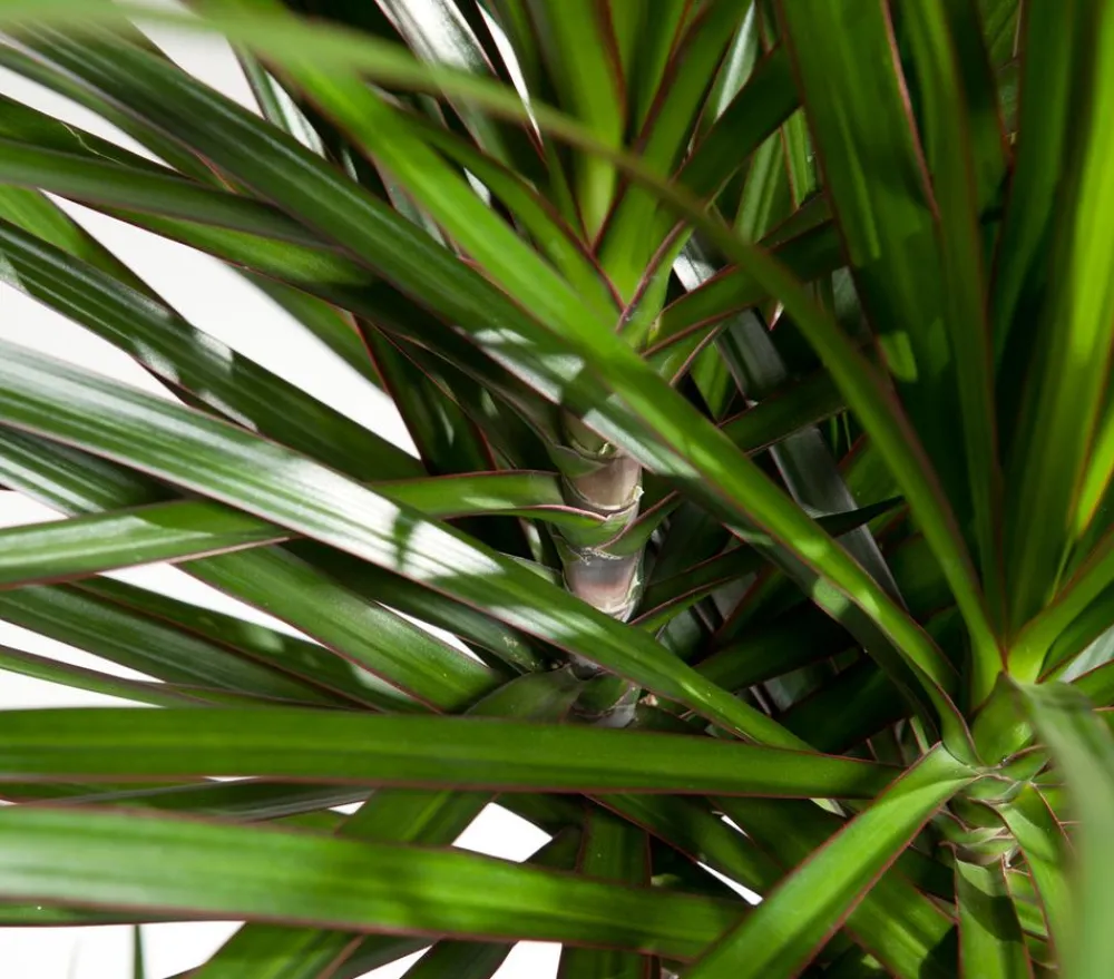 Dehner Drachenbaum & Yucca|Zimmerpalmen > Drachenbaum - Dracaena marginata