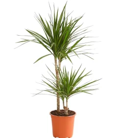 Dehner Drachenbaum & Yucca|Zimmerpalmen > Drachenbaum - Dracaena marginata