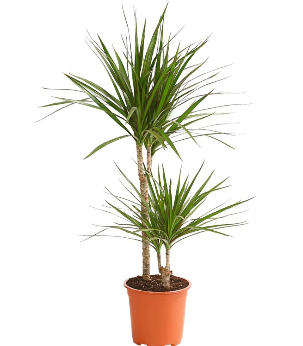 Dehner Drachenbaum & Yucca|Zimmerpalmen > Drachenbaum - Dracaena marginata