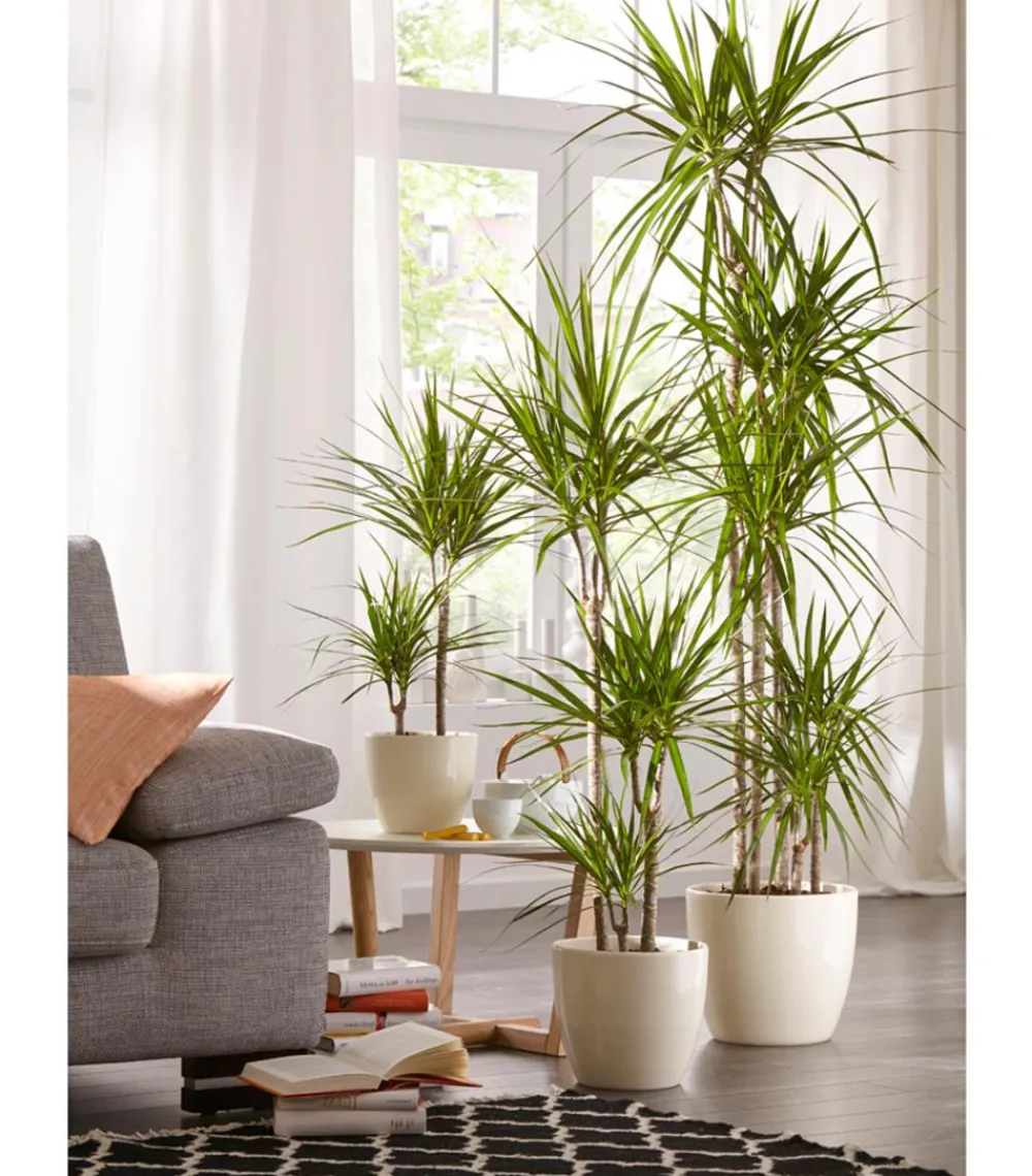 Dehner Drachenbaum & Yucca|Zimmerpalmen > Drachenbaum - Dracaena marginata