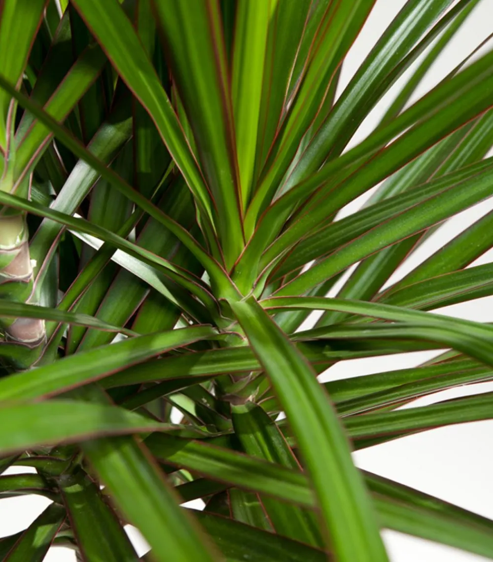 Dehner Drachenbaum & Yucca|Zimmerpalmen > Drachenbaum - Dracaena marginata