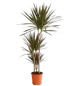 Dehner Drachenbaum - Dracaena marginata 'Magenta' Online
