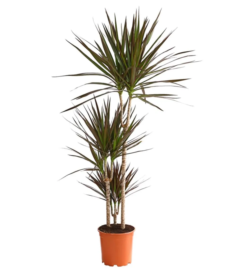 Dehner Drachenbaum - Dracaena marginata 'Magenta' Online