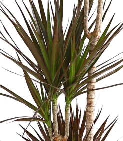 Dehner Drachenbaum - Dracaena marginata 'Magenta' Online