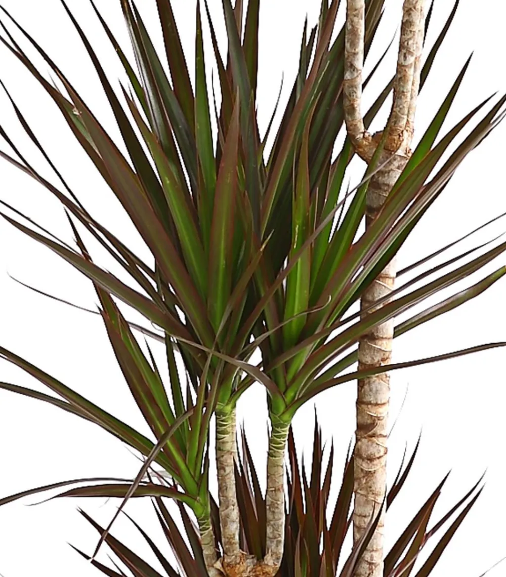 Dehner Drachenbaum - Dracaena marginata 'Magenta' Online