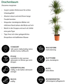 Dehner Drachenbaum - Dracaena marginata Online
