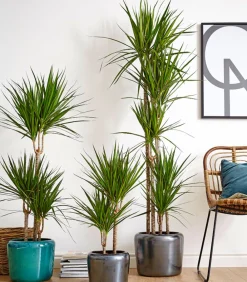 Dehner Drachenbaum - Dracaena marginata Online