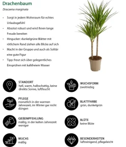 Dehner Drachenbaum - Dracaena marginata Best