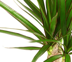 Dehner Drachenbaum - Dracaena marginata Best