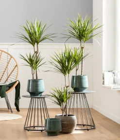 Dehner Drachenbaum - Dracaena marginata Best
