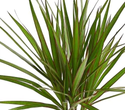 Dehner Drachenbaum - Dracaena marginata