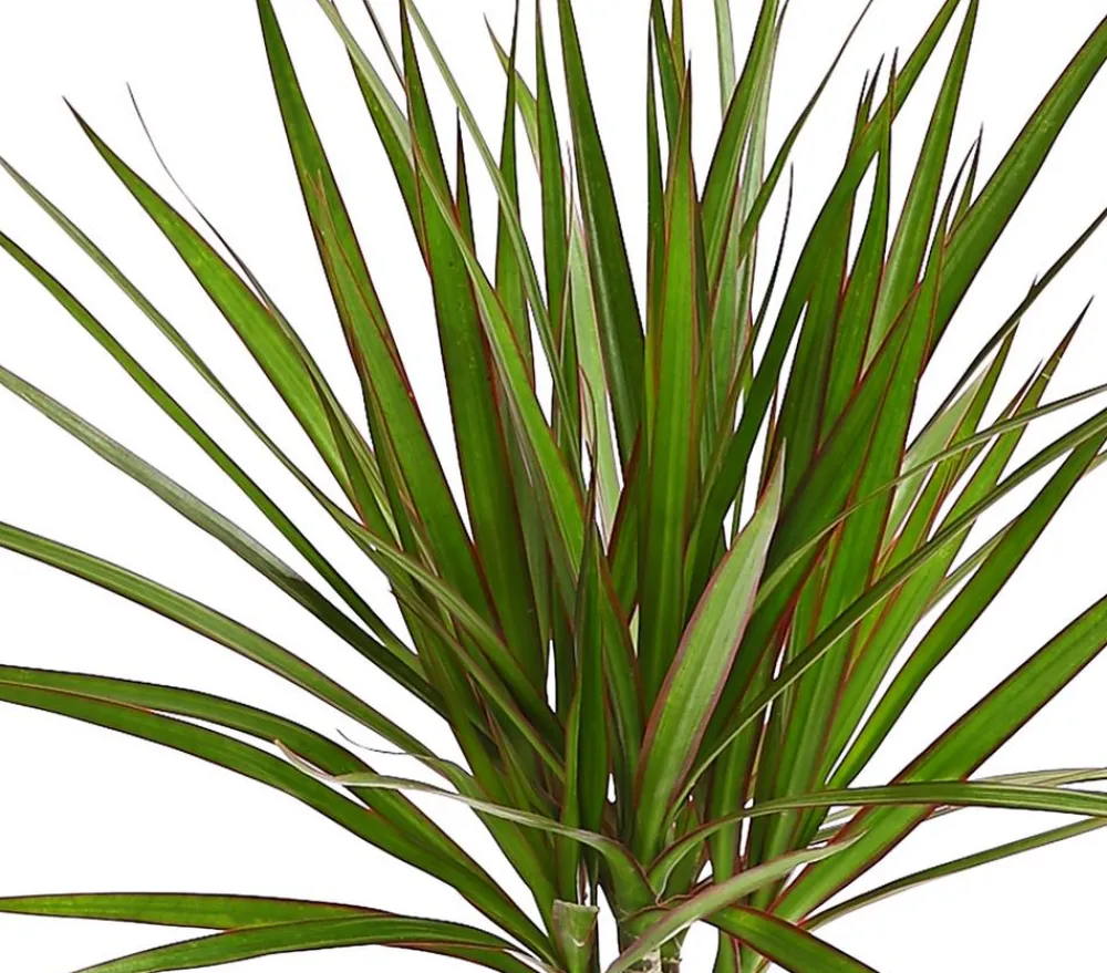 Dehner Drachenbaum - Dracaena marginata