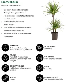 Dehner Drachenbaum & Yucca|Zimmerpalmen > Drachenbaum - Dracaena marginata 'Sunray'