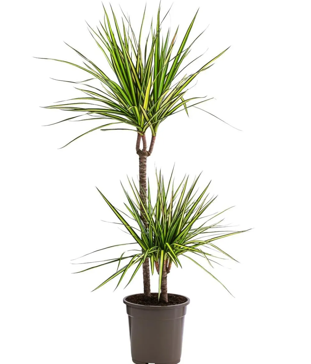 Dehner Drachenbaum & Yucca|Zimmerpalmen > Drachenbaum - Dracaena marginata 'Sunray'