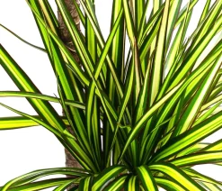 Dehner Drachenbaum & Yucca|Zimmerpalmen > Drachenbaum - Dracaena marginata 'Sunray'
