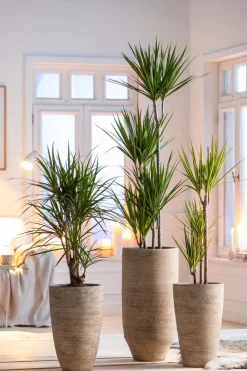Dehner Drachenbaum & Yucca|Zimmerpalmen > Drachenbaum - Dracaena marginata 'Sunray'