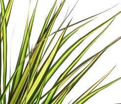 Dehner Drachenbaum & Yucca|Zimmerpalmen > Drachenbaum - Dracaena marginata 'Sunray'