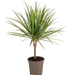 Dehner Drachenbaum & Yucca|Zimmerpalmen > Drachenbaum - Dracaena marginata 'Sunray'