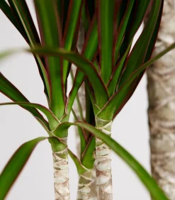 Dehner Drachenbaum & Yucca|Zimmerpalmen - Drachenbaum - Dracaena marginata