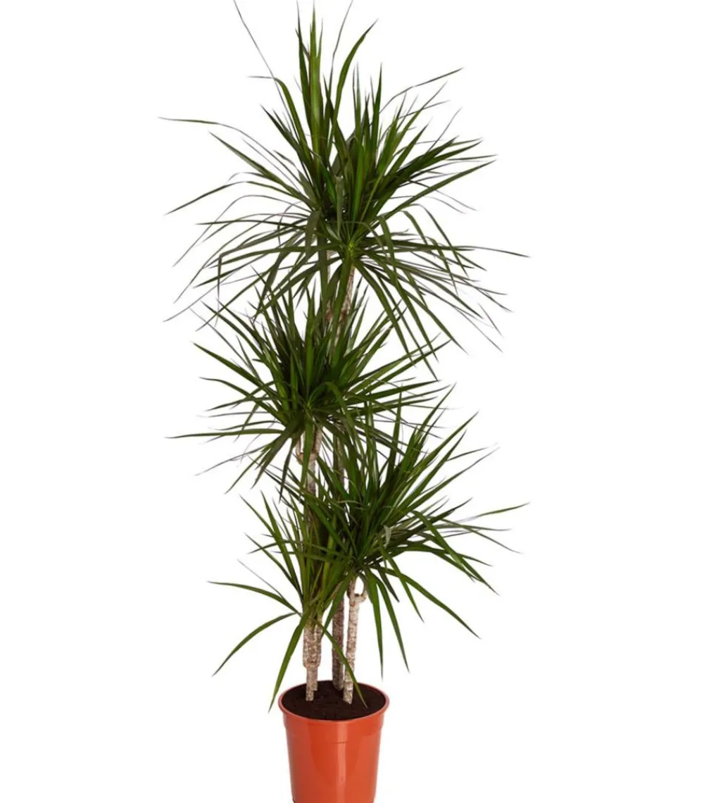 Dehner Drachenbaum & Yucca|Zimmerpalmen - Drachenbaum - Dracaena marginata