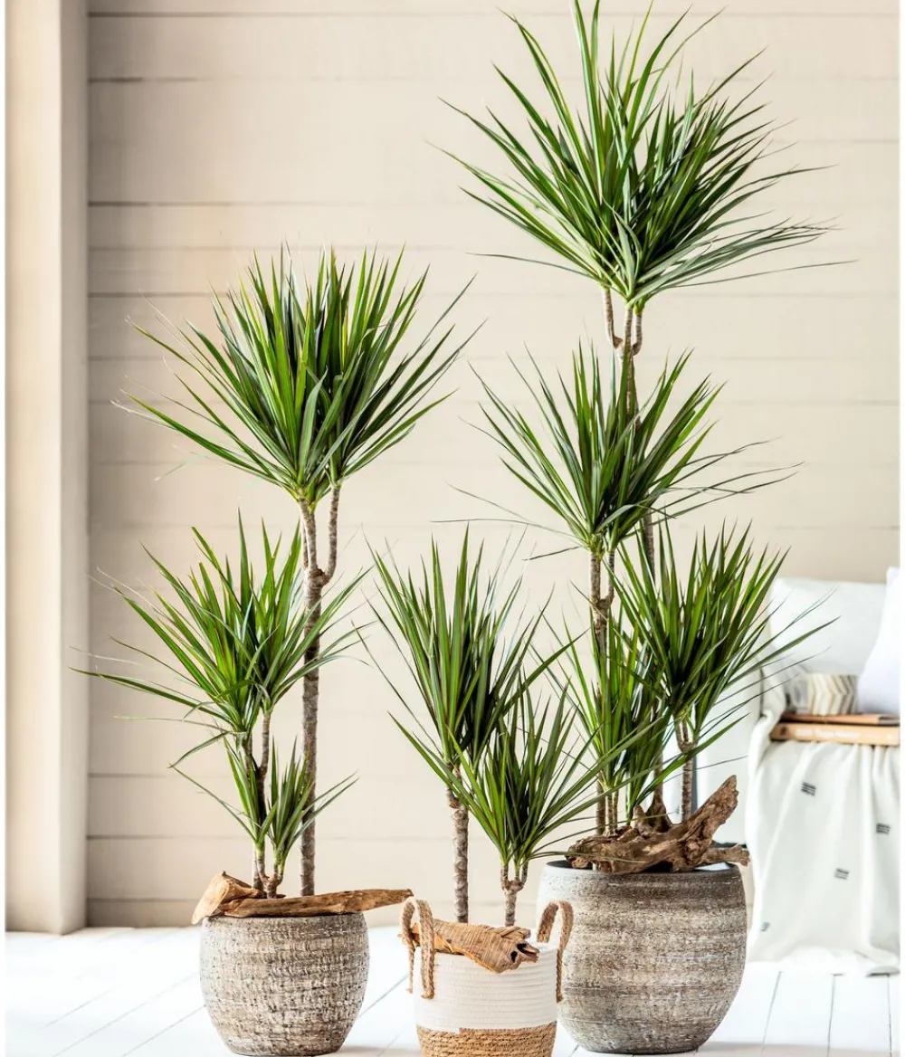 Dehner Drachenbaum & Yucca|Zimmerpalmen - Drachenbaum - Dracaena marginata
