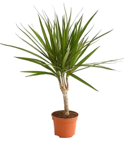 Dehner Drachenbaum & Yucca|Zimmerpalmen - Drachenbaum - Dracaena marginata