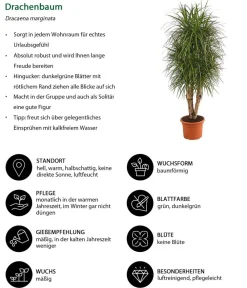 Dehner Drachenbaum & Yucca|Zimmerpalmen - Drachenbaum - Dracaena marginata