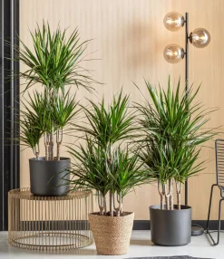 Dehner Drachenbaum & Yucca|Zimmerpalmen > Drachenbaum - Dracaena marginata, Karussell