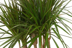 Dehner Drachenbaum & Yucca|Zimmerpalmen > Drachenbaum - Dracaena marginata, Karussell