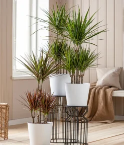 Dehner Drachenbaum & Yucca|Zimmerpalmen > Drachenbaum - Dracaena marginata, Karussell