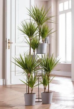 Dehner Drachenbaum - Dracaena marginata 'Sunray' New
