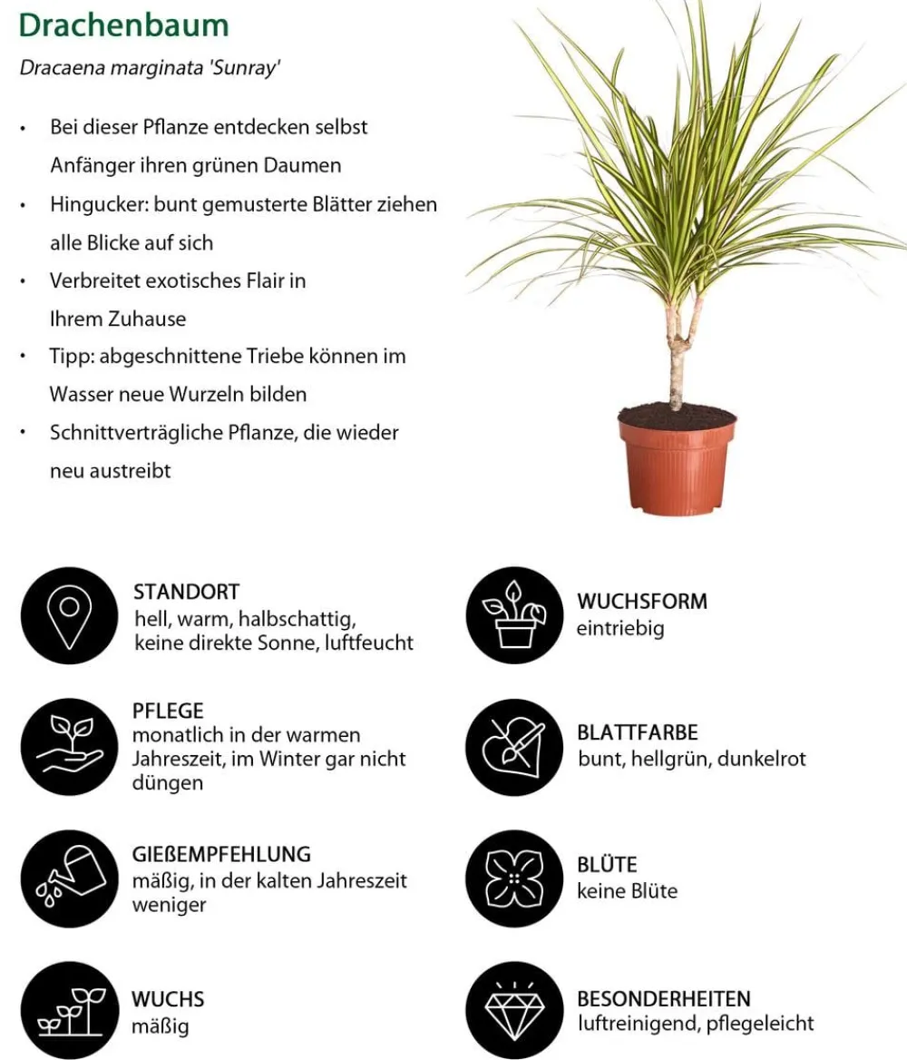 Dehner Drachenbaum - Dracaena marginata 'Sunray' New