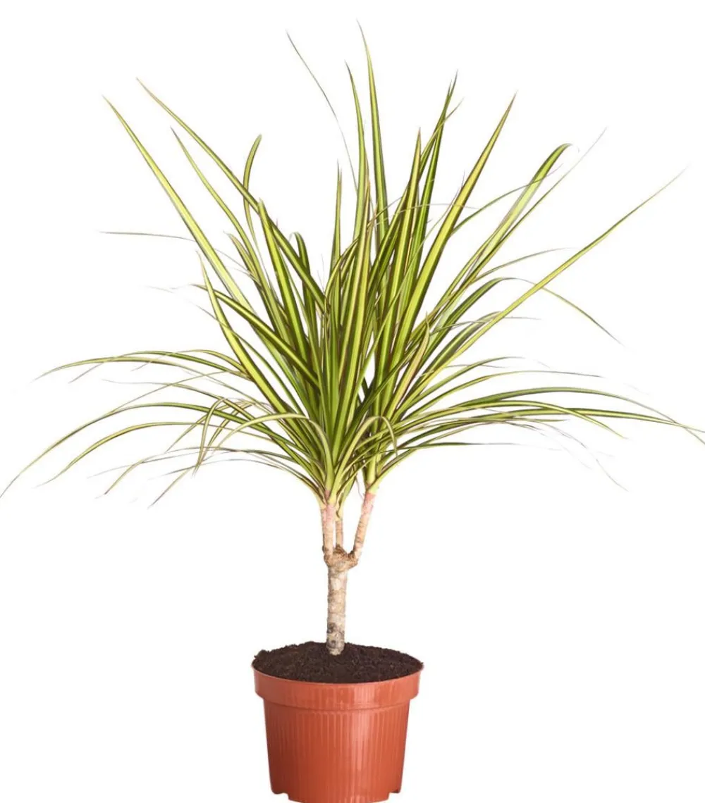 Dehner Drachenbaum - Dracaena marginata 'Sunray' New